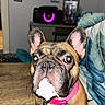 Nyla is registered to the contest to win money with this photo: dog, french_bulldog, pet, animal, portrait, close_up, indoors, sitting, wide_eyed, ears, muzzle, collar, pink_collar, paper, napkin, table, couch, cushion, flash_photography, home_decor
