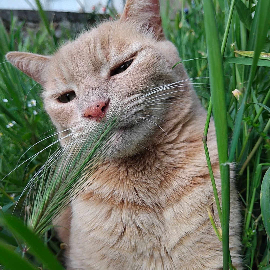 Minato participe au concours pour gagner de l'argent avec cette photo : animal, background_blur, beige_cat, cat, close_up, curious, daylight, ears, fur, grass, greenery, mammal, nature, nose, outdoor, pet, plants, sleepy_eyes, sniffing, whiskers