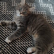 Cleetus joined the competition — help win amazing prizes! kitten, cat, gray_cat, tabby, fluffy, white_paws, white_chest, pet, animal, cute, lying_down, striped_rug, indoor, curious, young_cat, feline, soft_fur, relaxed, close_up, domestic_cat