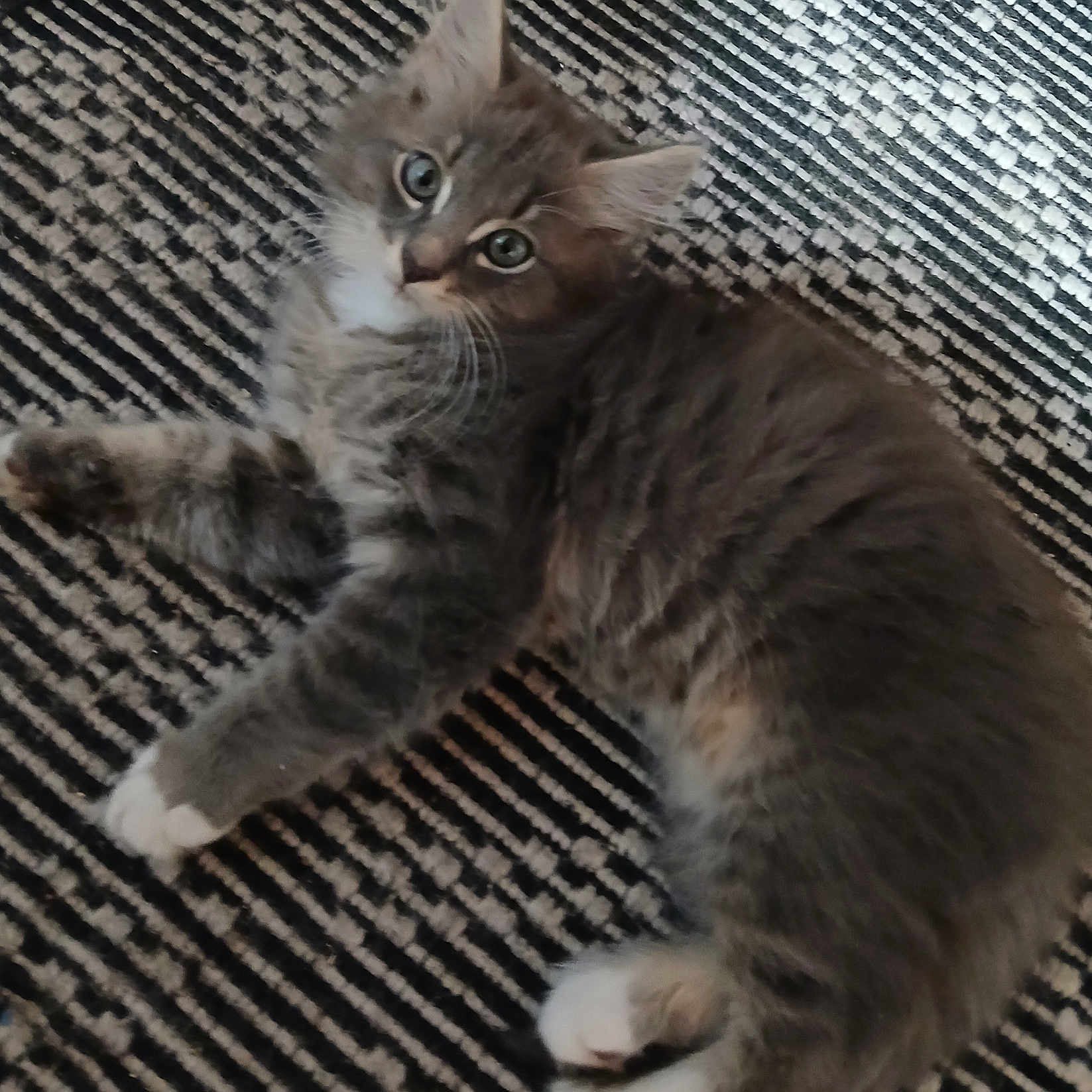 Cleetus joined the competition — help win amazing prizes! animal, cat, close_up, curious, cute, domestic_cat, feline, fluffy, gray_cat, indoor, kitten, lying_down, pet, relaxed, soft_fur, striped_rug, tabby, white_chest, white_paws, young_cat