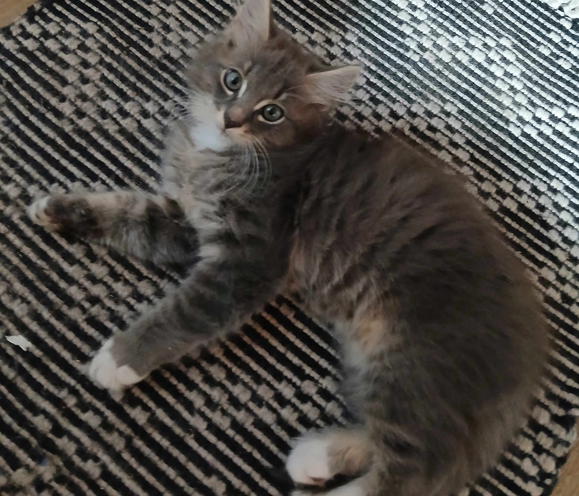 Cleetus joined the competition — help win amazing prizes! kitten, cat, gray_cat, tabby, fluffy, white_paws, white_chest, pet, animal, cute, lying_down, striped_rug, indoor, curious, young_cat, feline, soft_fur, relaxed, close_up, domestic_cat