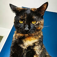 Grimou a rejoint le concours — aidez-le/la à gagner de superbes lots ! cat, tortoiseshell, close_up, pet, animal, fur, yellow_eyes, whiskers, ears, indoor, portrait, looking_down, feline, mammal, domestic, cute, curious, alert, background, blue_wall