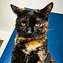 cat, tortoiseshell, close_up, pet, animal, fur, yellow_eyes, whiskers, ears, indoor, portrait, looking_down, feline, mammal, domestic, cute, curious, alert, background, blue_wall