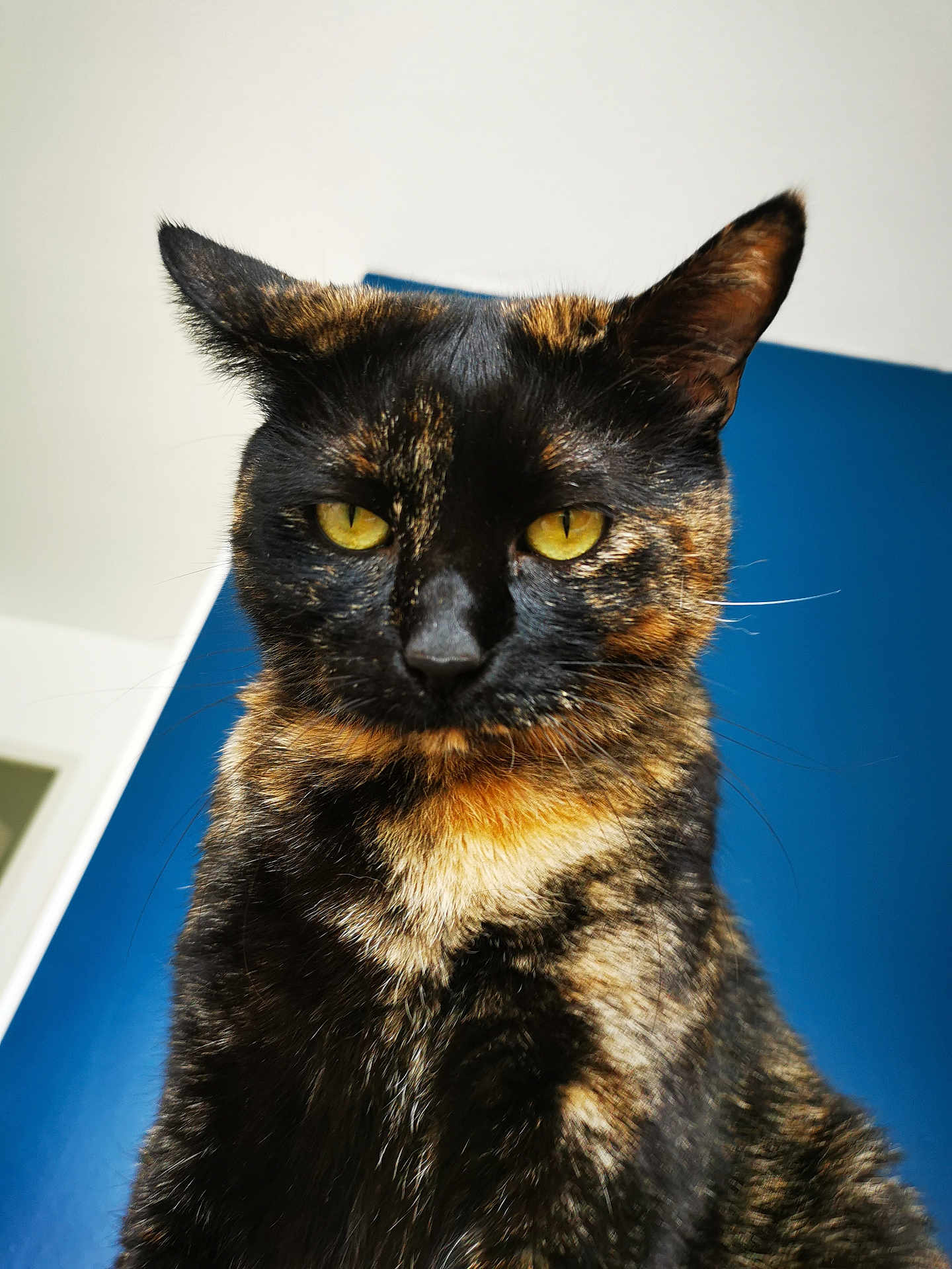 Grimou a rejoint le concours — aidez-le/la à gagner de superbes lots ! cat, tortoiseshell, close_up, pet, animal, fur, yellow_eyes, whiskers, ears, indoor, portrait, looking_down, feline, mammal, domestic, cute, curious, alert, background, blue_wall