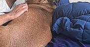 Navi is registered to the contest to win money with this photo: affection, animal, bed, blue_bedspread, brown_dog, casual, close_up, comfort, cuddling, dog, expression, friendship, human, indoor, man, owner, pet, portrait, relaxed, white_wall