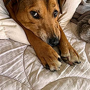 Navi joined the competition — help win amazing prizes! animal, bed, brown_dog, canine, closeup, companion, cozy, cute, dog, fur, indoors, napping, paws, pet, portrait, quilt, relaxing, resting, sleepy, white_bedding
