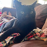 Ziggy joined the competition — help win amazing prizes! black_cat, cat, indoor, plaid_blanket, couch, relaxation, green_eyes, fur, pet, cozy, living_room, window, natural_light, bare_feet, home, animal, feline, comfort, resting, household