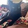 animal, bare_feet, black_cat, cat, comfort, couch, cozy, feline, fur, green_eyes, home, household, indoor, living_room, natural_light, pet, plaid_blanket, relaxation, resting, window