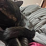 Ziggy is registered to the contest to win money with this photo: cat, black_cat, sleeping, curled_up, tail, fur, blanket, gray_blanket, cozy, indoor, pet, animal, resting, soft, closeup, relaxation, domestic, quiet, peaceful, comfort