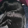 Ziggy is registered to the contest to win money with this photo: person, cat, black_cat, pet, animal, bed, blanket, indoor, cozy, fur, resting, comfort, face, closeup, sleep, domestic_animal, home, relaxation, companion, cuddle