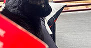 Ziggy is registered to the contest to win money with this photo: black_cat, cat, pet, lap, slippers, feet, balcony, railing, outdoor, relaxation, book, blurred, gray_slippers, feline, side_view, resting, cushion, person, casual, daylight