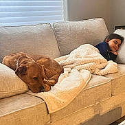 Fiddle joined the competition — help win amazing prizes! beige_couch, blanket, brown_dog, carpet, casual, child, comfort, couch, covered, cozy, dog, furniture, home, indoor, portrait, relaxing, resting, sleepy, soft_light, window_blinds