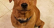 Fiddle is registered to the contest to win money with this photo: adorable, animal, brown_fur, canine, collar, companion, cute, dog, domestic_animal, ears, four_legs, friendly, fur, indoor, looking_up, pet, puppy, sitting, tile_floor, young