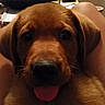 Fiddle joined the competition — help win amazing prizes! animal, brown_dog, canine, chair, close_up, companion, dog, domestic_animal, ears, fur, happy, household_items, indoor, looking_at_camera, mouth_open, person_legs, pet, snout, table, tongue_out
