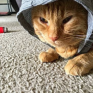 Myles is registered to the contest to win money with this photo: cat, orange_cat, hoodie, carpet, indoor, pet, feline, closeup, whiskers, paw, cozy, knitted_fabric, resting, cute, domestic_animal, fur, animal, relaxed, background_object, lighter
