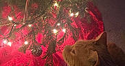 Myles is registered to the contest to win money with this photo: animal, candy_cane, carpet, cat, celebration, christmas_tree, closeup, curious, decorations, feline, festive, holiday, indoor, lights, orange_cat, ornament, pet, red_tree_skirt, seasonal, warm_lighting