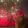 Myles is registered to the contest to win money with this photo: cat, christmas_tree, candy_cane, ornament, lights, red_tree_skirt, carpet, holiday, decorations, festive, pet, indoor, curious, orange_cat, feline, animal, closeup, warm_lighting, seasonal, celebration