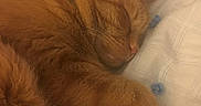 Myles is registered to the contest to win money with this photo: cat, orange_cat, sleeping, pet, feline, collar, indoor, cozy, blanket, paw, fur, cute, resting, closeup, animal, domestic_cat, whiskers, relaxed, bed, soft