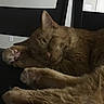 Myles joined the competition — help win amazing prizes! cat, sleeping, orange_tabby, paws, feline, indoor, resting, fur, cute, cozy, closeup, pet, animal, relaxing, black_furniture, wall, whiskers, ears, soft, peaceful