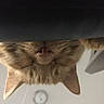 Myles is registered to the contest to win money with this photo: animal, cat, ceiling, close_up, cute, domestic_cat, ears, face, feline, fur, indoor, light_fixture, nose, orange_cat, pet, relaxed, sleepy, tabby, upside_down, whiskers