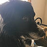 Bella is registered to the contest to win money with this photo: animal, bed, black_and_white, blanket, calm, close_up, cozy, dog, domestic, ears, fur, indoor, light, pet, portrait, resting, side_profile, snout, whiskers, window