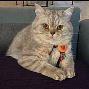 Uno participe au concours pour gagner de l'argent avec cette photo : cat, silver_tabby, fluffy, golden_eyes, pet, animal, portrait, sitting, couch, indoors, collar, tag, orange_accessory, whiskers, ears, paws, fur, relaxed, closeup, home