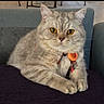 cat, silver_tabby, fluffy, golden_eyes, pet, animal, portrait, sitting, couch, indoors, collar, tag, orange_accessory, whiskers, ears, paws, fur, relaxed, closeup, home