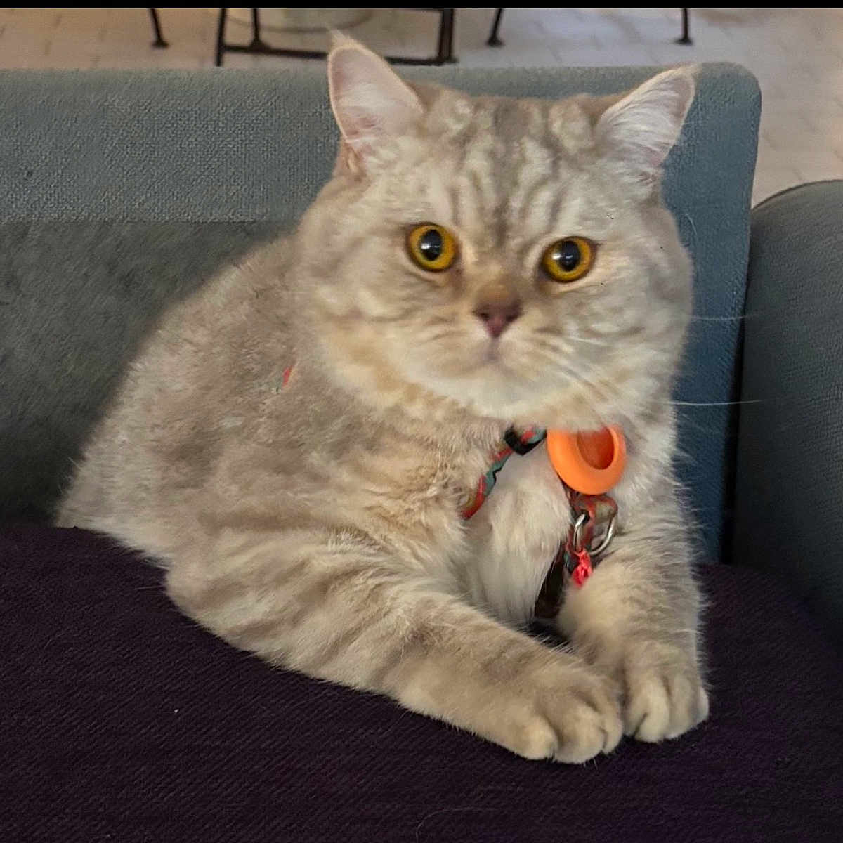 Uno participe au concours pour gagner de l'argent avec cette photo : cat, silver_tabby, fluffy, golden_eyes, pet, animal, portrait, sitting, couch, indoors, collar, tag, orange_accessory, whiskers, ears, paws, fur, relaxed, closeup, home