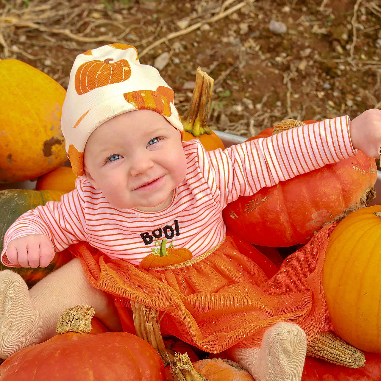 Bonnie Boo joined the competition — help win amazing prizes! autumn, baby, child, cute, fall, festive, happy, harvest, hat, nature, orange, outdoor, person, playful, pumpkin, seasonal, smile, socks, striped_clothing, tutu