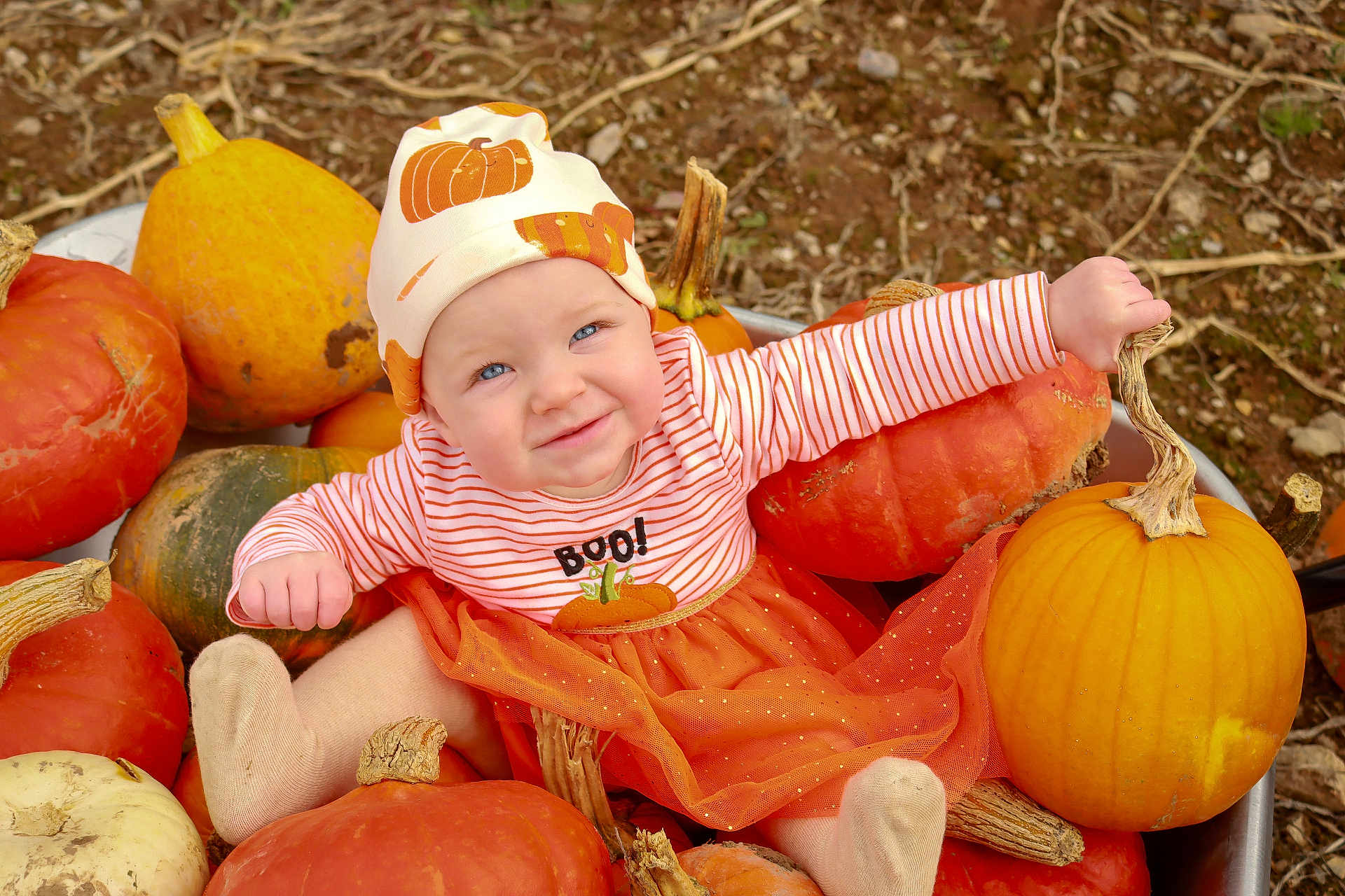 Bonnie Boo joined the competition — help win amazing prizes! baby, child, pumpkin, orange, hat, striped_clothing, tutu, fall, autumn, outdoor, smile, cute, festive, harvest, nature, person, seasonal, playful, socks, happy