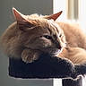 cat, ginger_cat, fluffy, fur, whiskers, ears, eyes, nose, animal, pet, feline, lounging, resting, sleepy, indoor, window, sunlight, hammock, close_up, portrait