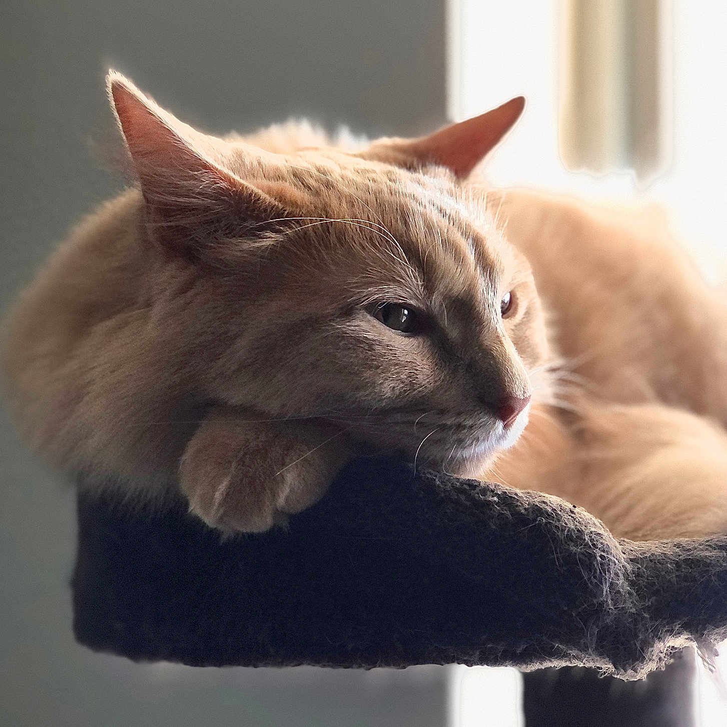 Bella