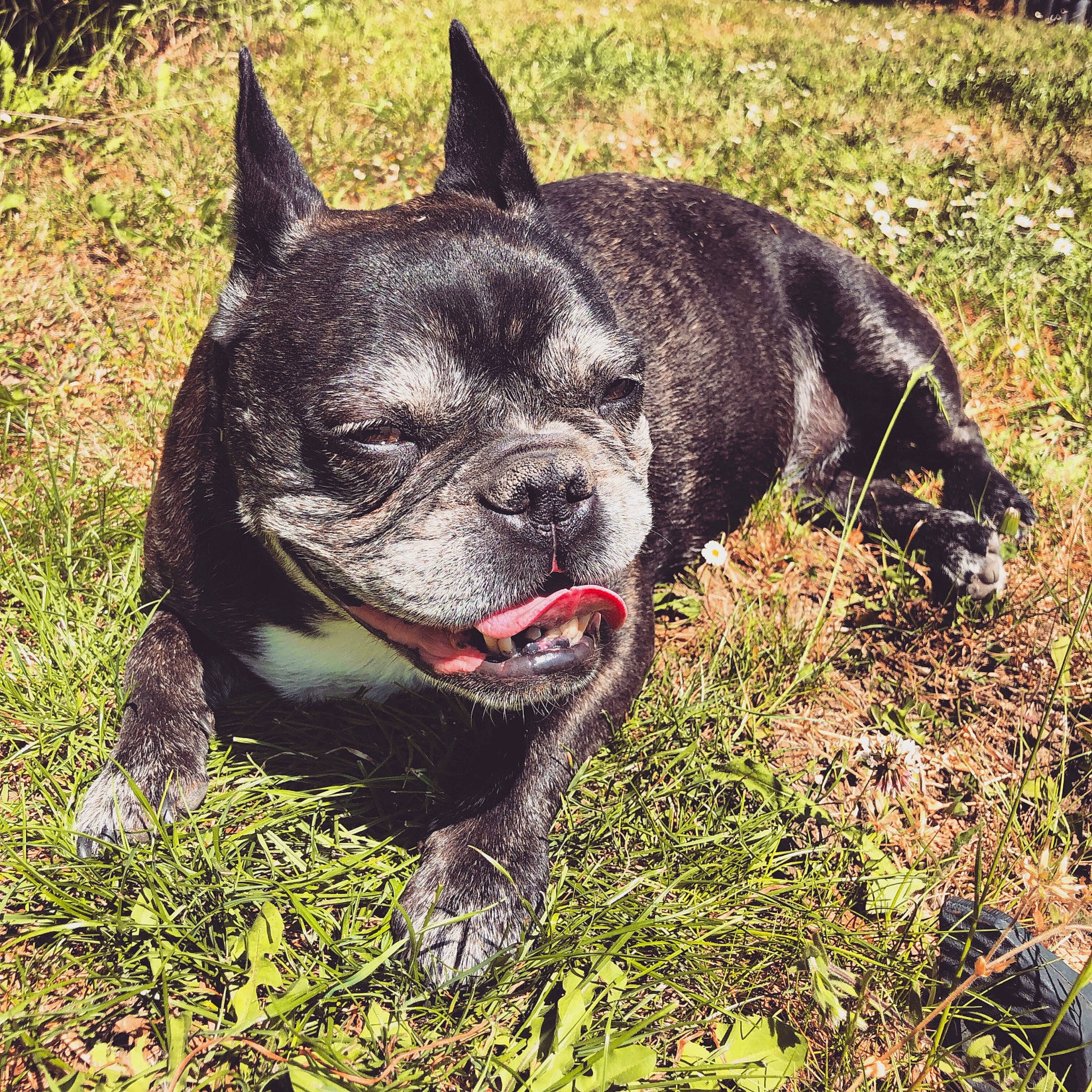 Chipy participe au concours pour gagner de l'argent avec cette photo : american_bulldog, ancient_dog_breeds, bulldog, canidae, carnivore, companion_dog, dog, dog_breed, fawn, french_bulldog, grass, mammal, molosser, non_sporting_group, olde_english_bulldogge, plant, rare_breed_dog, snout, toy_bulldog, vertebrate