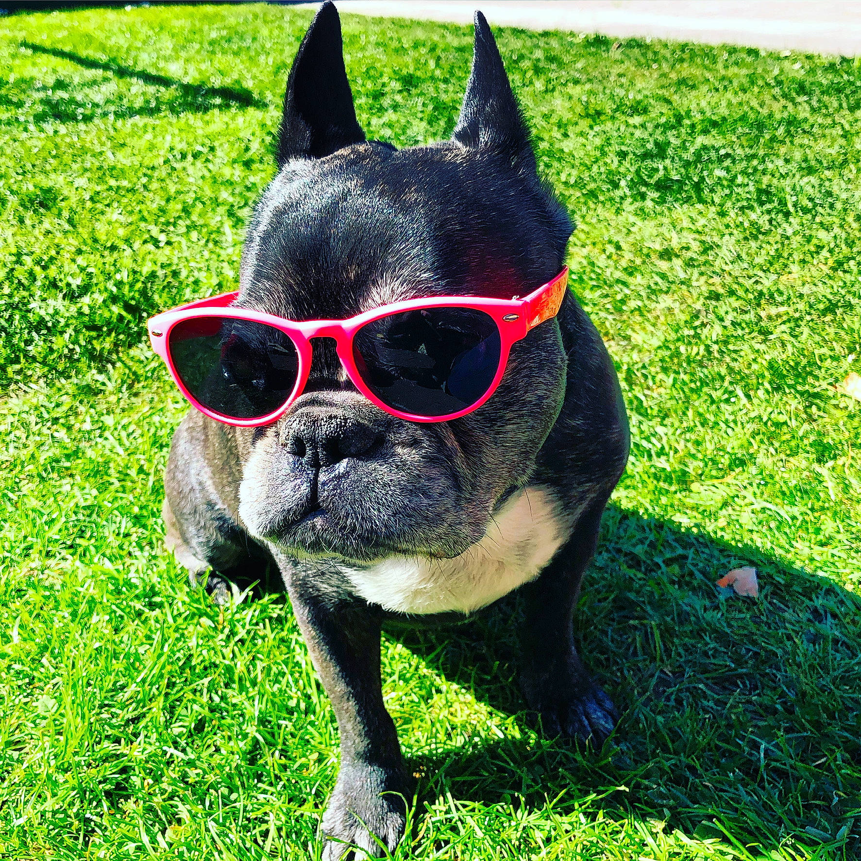 Chipy a rejoint le concours — aidez-le/la à gagner de superbes lots ! boston_terrier, canidae, carnivore, companion_dog, dog, dog_breed, dog_collar, eyewear, fawn, french_bulldog, glasses, grass, lawn, mammal, non_sporting_group, plant, snout, sunglasses, vertebrate, vision_care