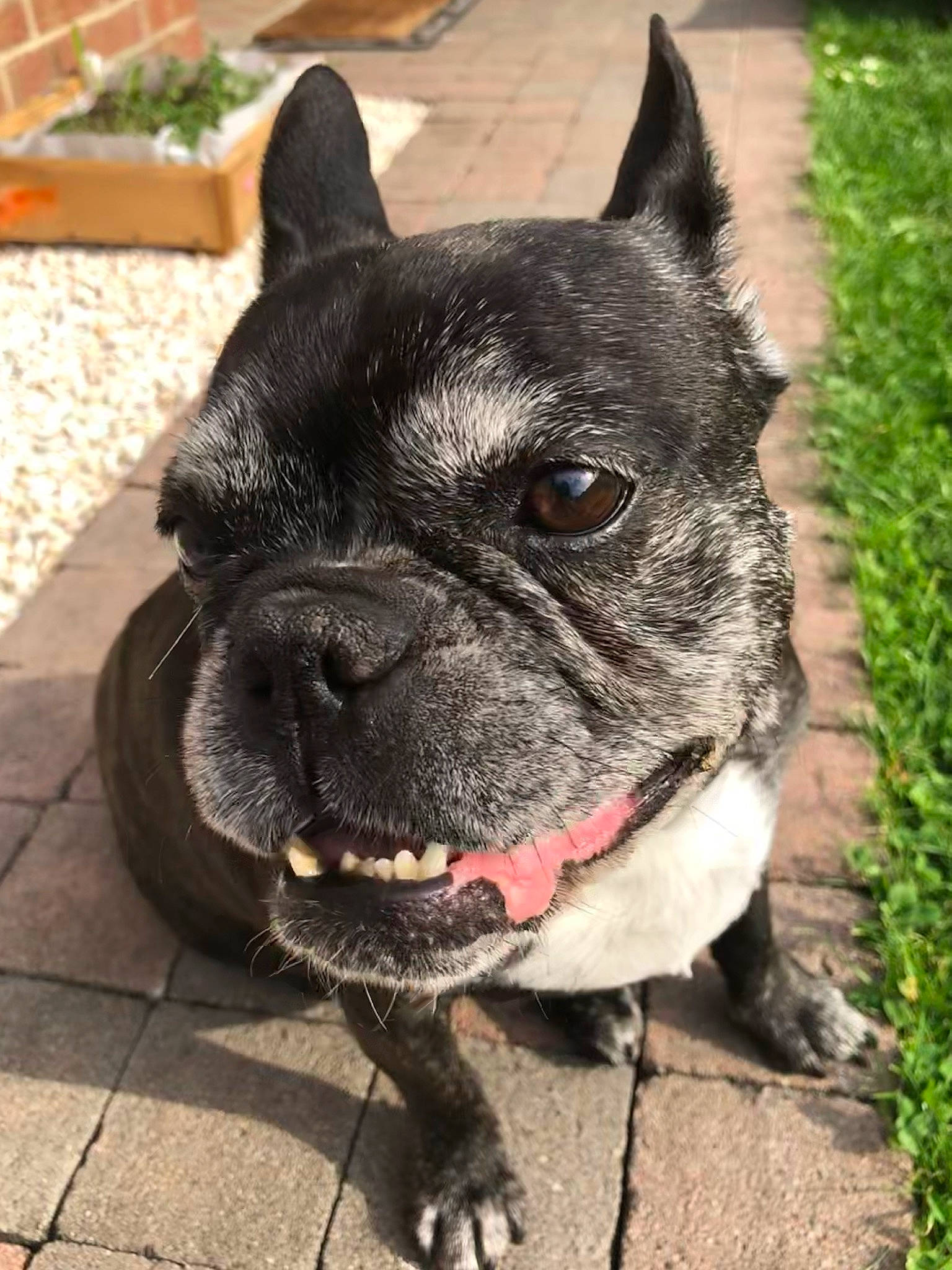 Chipy a rejoint le concours — aidez-le/la à gagner de superbes lots ! american_pit_bull_terrier, ancient_dog_breeds, canidae, carnivore, collar, companion_dog, dog, dog_breed, dog_collar, fawn, french_bulldog, mammal, molosser, non_sporting_group, pit_bull, rare_breed_dog, snout, sporting_group, toy_bulldog, vertebrate