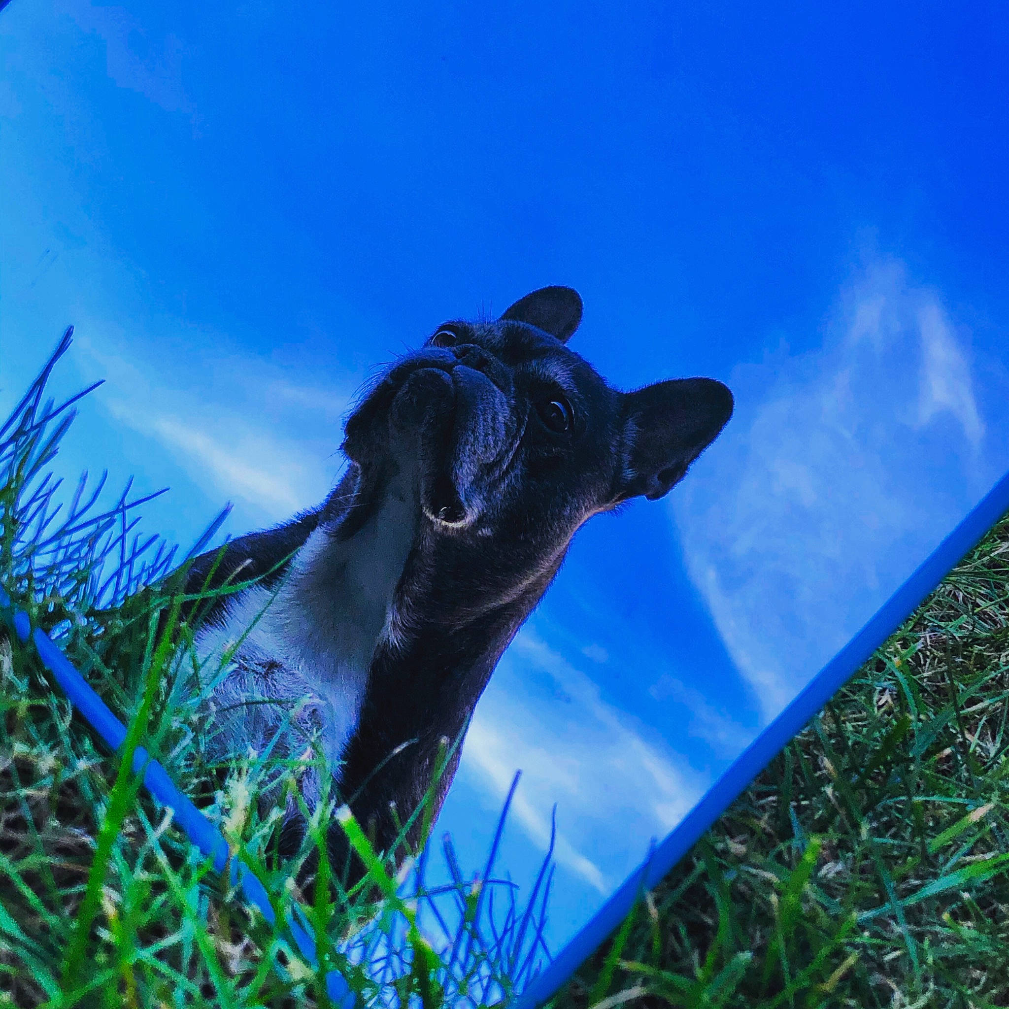 Chipy participe au concours pour gagner de l'argent avec cette photo : blue, canidae, carnivore, cloud, dog_breed, goat, goats, grass, grass_family, guard_dog, meadow, plant, sky, sporting_group