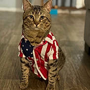 Michi Tito joined the competition — help win amazing prizes! cat, tabby_cat, pet, portrait, indoor, hardwood_floor, shirt, american_flag, costume, whiskers, paws, ears, sitting, looking_at_camera, domestic_cat, striped_fur, cute, feline, close_up, living_room