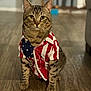 cat, tabby_cat, pet, portrait, indoor, hardwood_floor, shirt, american_flag, costume, whiskers, paws, ears, sitting, looking_at_camera, domestic_cat, striped_fur, cute, feline, close_up, living_room