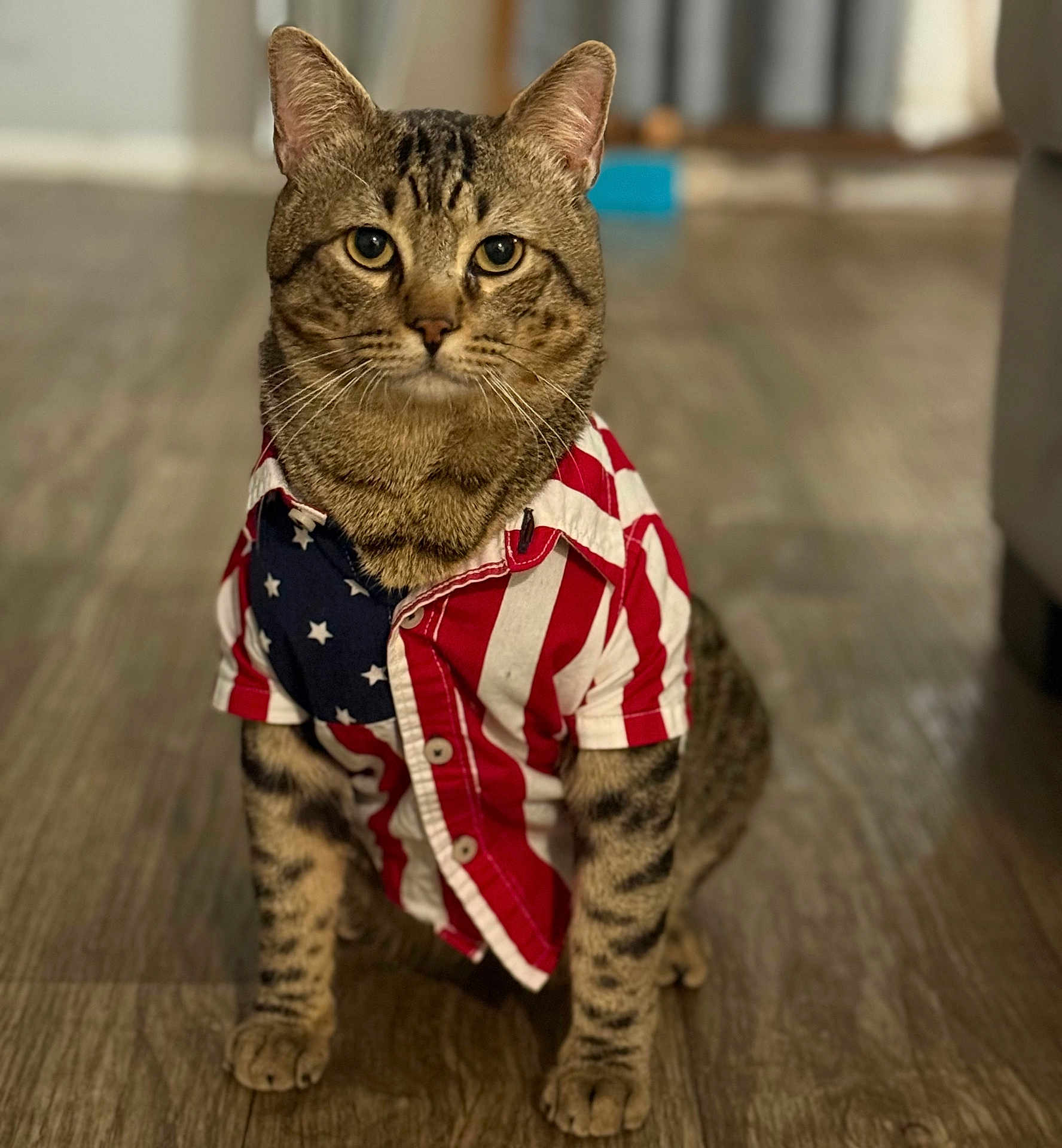 Michi Tito joined the competition — help win amazing prizes! cat, tabby_cat, pet, portrait, indoor, hardwood_floor, shirt, american_flag, costume, whiskers, paws, ears, sitting, looking_at_camera, domestic_cat, striped_fur, cute, feline, close_up, living_room