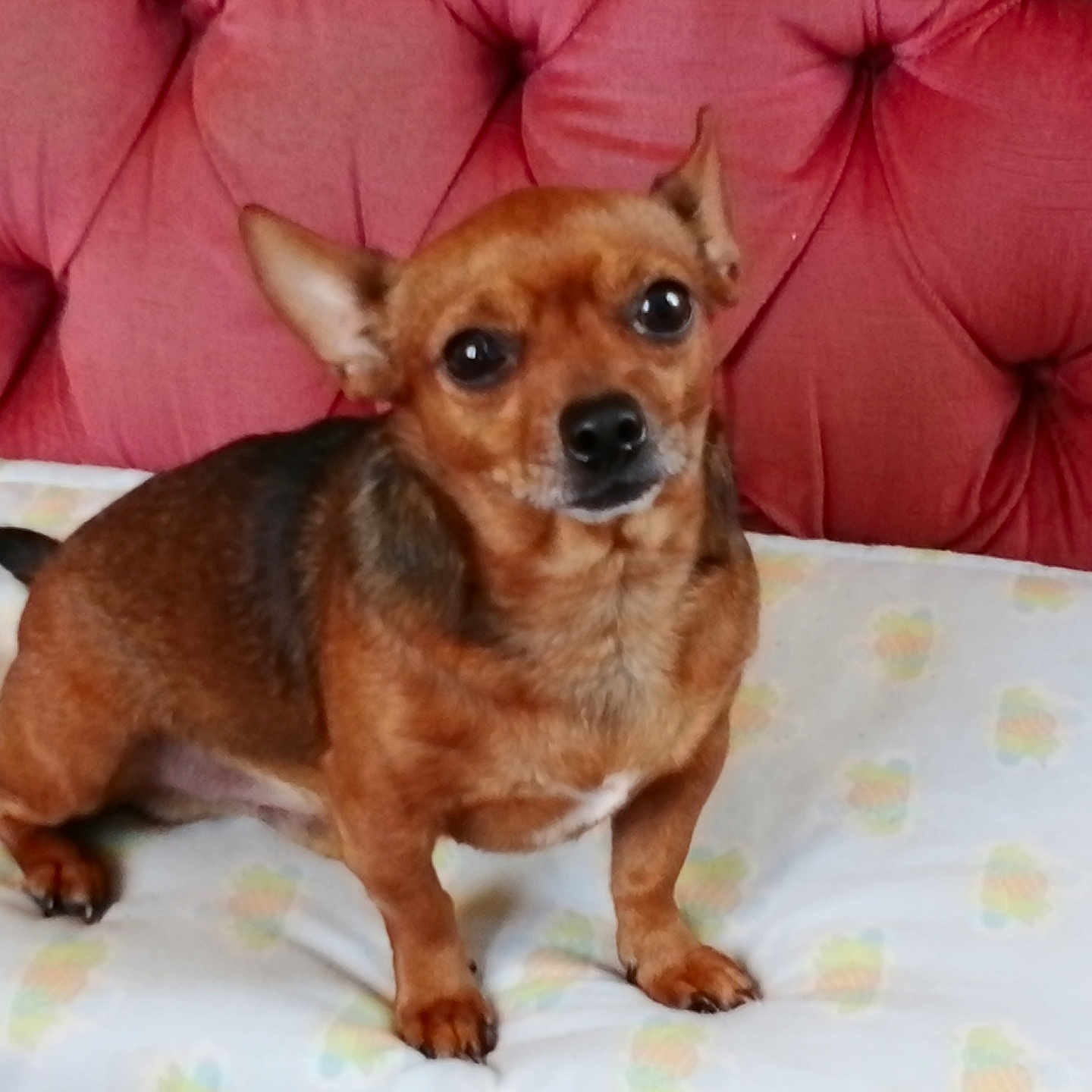 Diego participe au concours pour gagner de l'argent avec cette photo : animal, armchair, canine, chair, chihuahua, cockerspaniel, couch, cushion, dog, furniture, homedecor, hound, papillon, pet, puppy, terrier