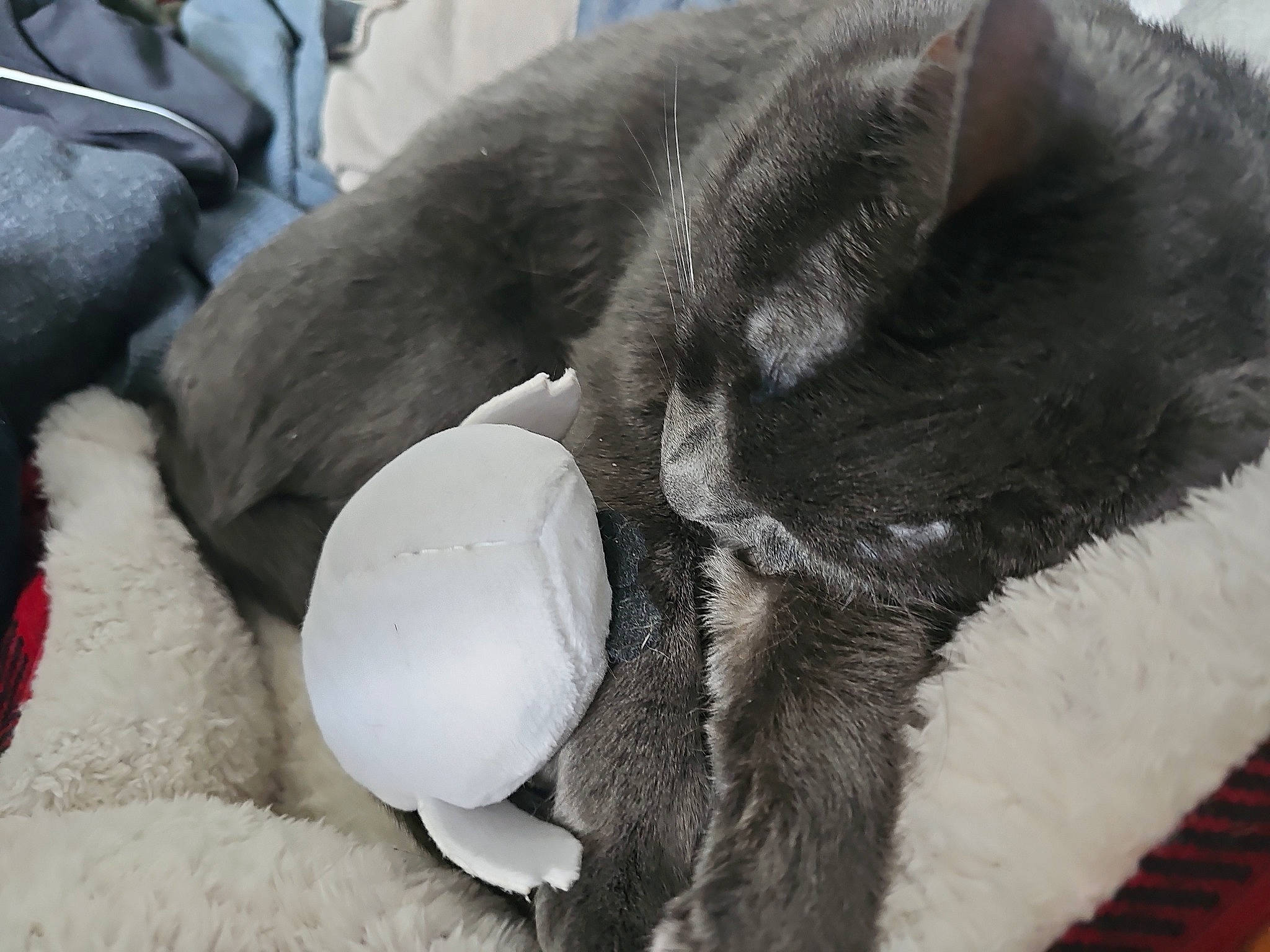 Elena is registered to the contest to win money with this photo: carmine, carnivore, cat, claw, comfort, domestic_short_haired_cat, felidae, foot, fur, grey, nap, natural_material, paw, small_to_medium_sized_cats, snout, stuffed_toy, tail, terrestrial_animal, toy, whiskers