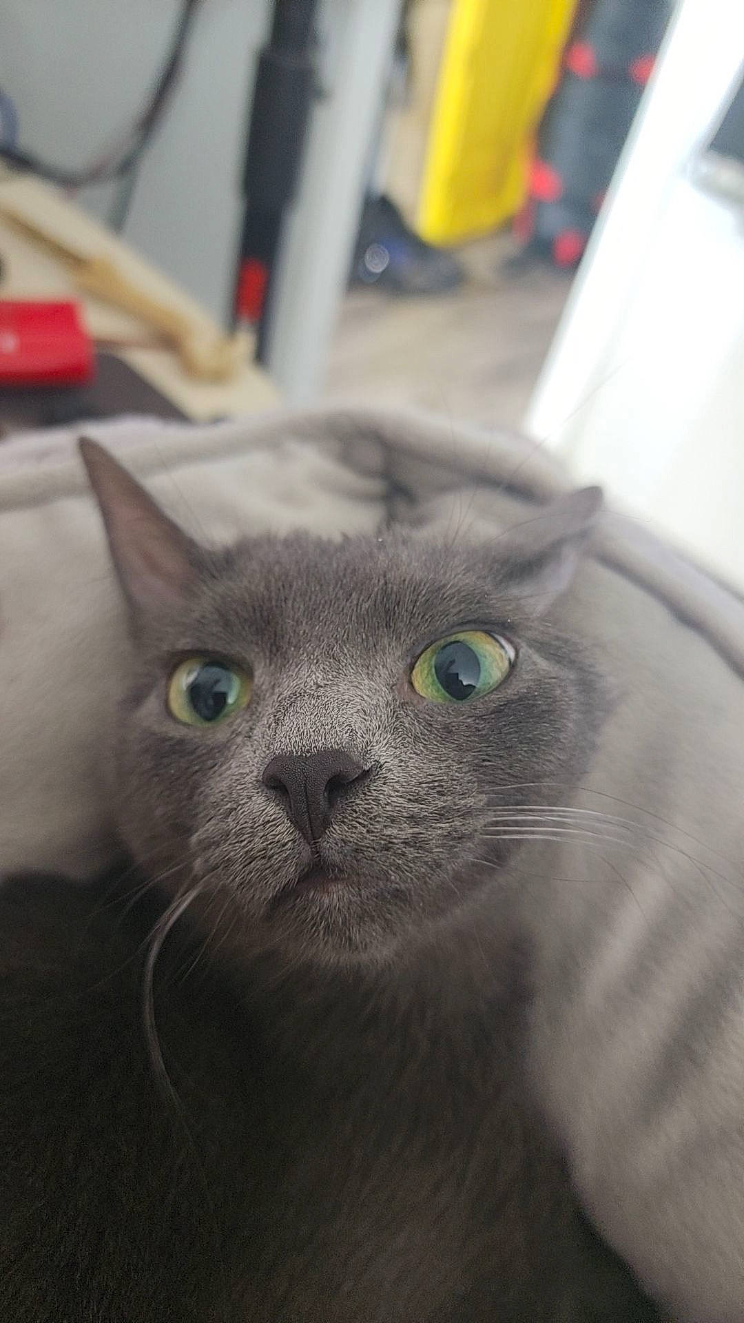 Elena is registered to the contest to win money with this photo: carnivore, cat, domestic_short_haired_cat, felidae, fur, grey, small_to_medium_sized_cats, snout, terrestrial_animal, whiskers