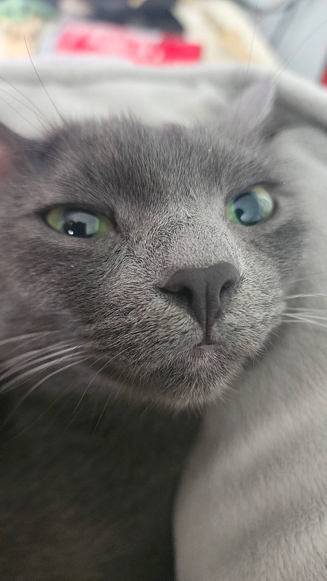 Elena joined the competition — help win amazing prizes! carnivore, cat, domestic_short_haired_cat, eye, felidae, fur, grey, head, iris, mammal, russian_blue, small_to_medium_sized_cats, snout, terrestrial_animal, whiskers