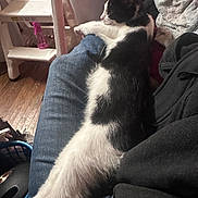 Oraeo joined the competition — help win amazing prizes! black_and_white, blanket, casual, cat, comfort, cozy, domestic, furniture, home, indoor, jeans, lap, person, pet, plastic_stool, relaxed, resting, spray_bottle, stretching, wood_floor