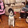 Oraeo is registered to the contest to win money with this photo: animal, black_and_white_cat, cat, cat_litter_box, clutter, collar, curious, curtains, domestic, floor, furniture, home, household_items, indoor, looking_up, pet, pink_suitcase, room, standing_cat, wooden_floor