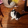 Oraeo is registered to the contest to win money with this photo: animal, black_and_white, cat, collar, curious, domestic, feline, flooring, furniture, household, indoor, litter_box, looking_up, pet, playful, room, shadow, toy, wood, wooden_floor