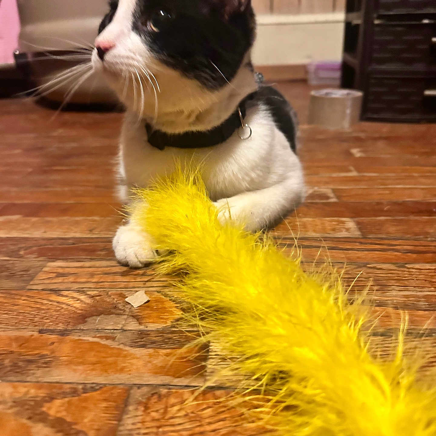 Oraeo joined the competition — help win amazing prizes! cat, black_and_white, indoor, wooden_floor, toy, yellow_feathers, pet, animal, curious, paws, collar, furniture, household, close_up, playful, domestic, mammal, whiskers, flooring, resting