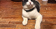 Oraeo joined the competition — help win amazing prizes! animal, black_and_white, cat, collar, curious, domestic, ears, feline, floor, home, household, indoor, litter_box, looking_up, paws, pet, relaxing, whiskers, wood, wooden_floor
