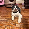 animal, black_and_white, cat, collar, curious, domestic, ears, feline, floor, home, household, indoor, litter_box, looking_up, paws, pet, relaxing, whiskers, wood, wooden_floor