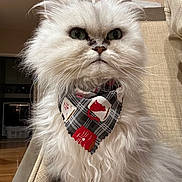 Piper is registered to the contest to win money with this photo: cat, fluffy, white_cat, bandana, plaid, sitting, indoor, furniture, chair, pet, animal, closeup, portrait, cute, fur, whiskers, face, green_eyes, domestic_cat, home